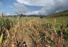 Declaran emergencia climática inmediata en Honduras hasta 2030