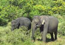 Llegan elefantes «jubilados» de circos a su nueva reserva natural en Florida