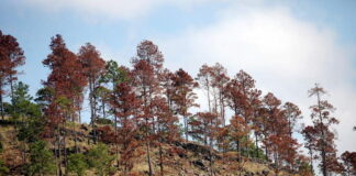 Más de medio millón de hectáreas de bosque se han perdido por plaga del gorgojo descortezador en Honduras