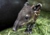 Nace en Zoológico de Nicaragua una pareja de tapires en peligro de extinción