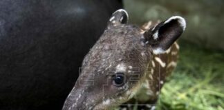 Nace en Zoológico de Nicaragua una pareja de tapires en peligro de extinción