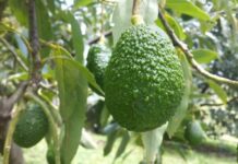 Un total de 3.043 hectáreas de aguacate se encuentran en producción a nivel nacional