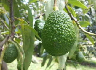 Un total de 3.043 hectáreas de aguacate se encuentran en producción a nivel nacional