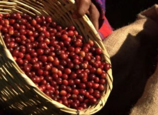 Ingresos por exportación de café hondureño suben 7,3 % en ocho meses de ciclo