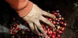 IICA y UE crean app para evaluar vulnerabilidad de cafetales en Centroamérica