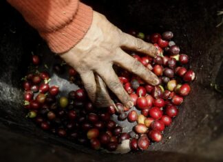 IICA y UE crean app para evaluar vulnerabilidad de cafetales en Centroamérica