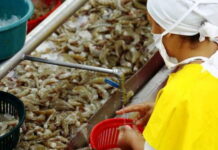 Aprueban reformas para regular y fortalecer la producción de camarón en el país