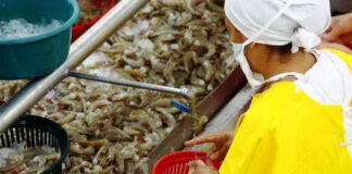 Aprueban reformas para regular y fortalecer la producción de camarón en el país