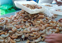 La exportación de camarón generará al país unos 200 millones de dólares en divisas