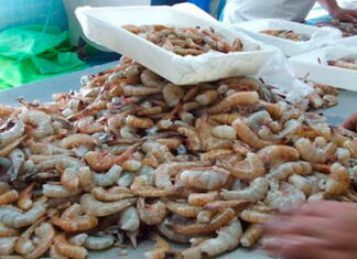 Juez ordena reabrir la frontera de México para el ingreso del camarón hondureño