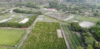 Unos dos mil árboles ciprés adornan el novedoso laberinto natural de la Villa de San Antonio, Comayagua