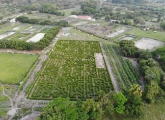 Unos dos mil árboles ciprés adornan el novedoso laberinto natural de la Villa de San Antonio, Comayagua