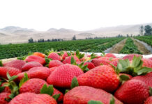 Yamaranguila producirá unas 200 mil libras de fresas en la presente cosecha