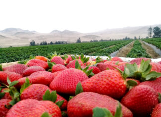 Yamaranguila producirá unas 200 mil libras de fresas en la presente cosecha