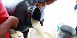 Productores de leche en Catacamas, Olancho regalan el producto debido a los bajos precios