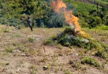 Incautan y queman más de una manzana con plantas de marihuana