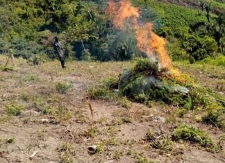 Incautan y queman más de una manzana con plantas de marihuana