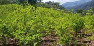 Fuerzas Armadas aseguran unas 4 hectáreas con siembra de coca en Colón