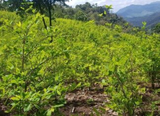 Fuerzas Armadas aseguran unas 4 hectáreas con siembra de coca en Colón
