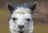 Universidad chilena vende su hallazgo de anticuerpo de alpaca contra la covid
