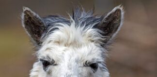 Universidad chilena vende su hallazgo de anticuerpo de alpaca contra la covid