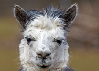 Universidad chilena vende su hallazgo de anticuerpo de alpaca contra la covid