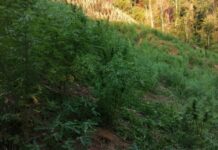 Alrededor de 4.1 manzanas cultivadas con supuestos arbustos de coca son asegurados por agentes antidrogas en Colón