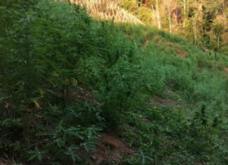 Alrededor de 4.1 manzanas cultivadas con supuestos arbustos de coca son asegurados por agentes antidrogas en Colón