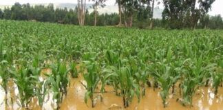 Alrededor de ocho mil hectáreas de cultivos se perderán en el Valle de Sula por las inundaciones