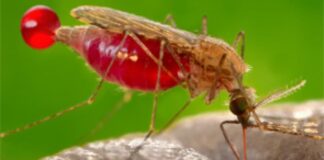 Una bacteria se convierte en la esperanza de la lucha contra el dengue