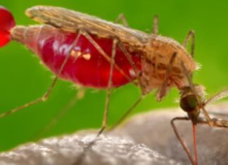 Una bacteria se convierte en la esperanza de la lucha contra el dengue