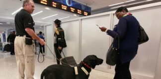 Perros detectan a contagiados de Covid-19 oliendo el sudor en Ecuador