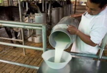 Honduras autoriza la importación de lácteos desde Guatemala