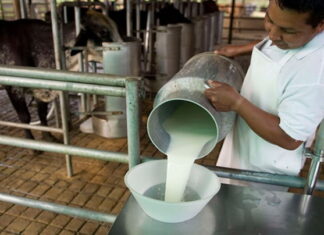 Productores de leche denuncian que los procesadores artesanales no están cumpliendo con el precio acordado