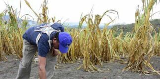 Falta de lluvias causa preocupación en el sector agrícola del país