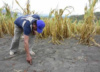 Falta de lluvias causa preocupación en el sector agrícola del país