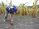 Falta de lluvias causa preocupación en el sector agrícola del país