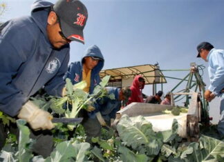 Alrededor de mil hondureños precalifican para visa de trabajo en Estados Unidos