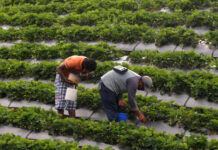 Hondureños podrán acceder legalmente a trabajos en EE UU