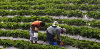 Hondureños podrán acceder legalmente a trabajos en EE UU