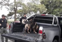 Detectives de la DLCN capacitan a técnicos del Laboratorio de Marcas y Patrones