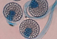 Descubren un hongo único en el mundo en la cordillera del centro de Chile