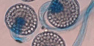 Descubren un hongo único en el mundo en la cordillera del centro de Chile