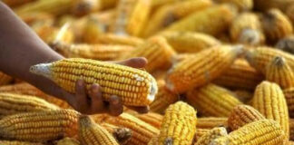 Alrededor de 50 lempiras aumenta la carga de maíz en mercados de Tegucigalpa