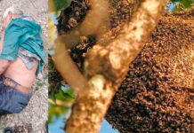 Enjambre de abejas africanizadas atacan a dos personas en la colonia Hato de Enmedio