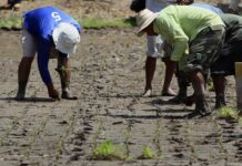Ente interamericano avisa a la ONU que la agricultura necesita cambios globales