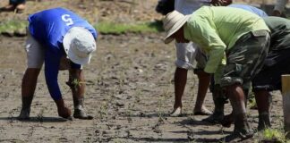 Ente interamericano avisa a la ONU que la agricultura necesita cambios globales