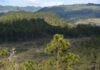 Nueva plaga denominada «mosca sierra» amenaza con destruir bosques de pino en Honduras