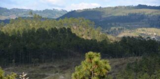 Nueva plaga denominada «mosca sierra» amenaza con destruir bosques de pino en Honduras