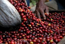 Las exportaciones de café subirán a ocho millones de quintales en la próxima cosecha, proyecta IHCAFÉ